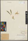 Foto von Salix pycnostachya Andersson